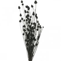 Sušené květy Ostropestřec černý Ostropestřec jahodový 100g