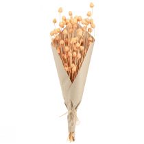 položky Jahodový bodlák suchá dekorace bodlák v lososu 55cm 100g