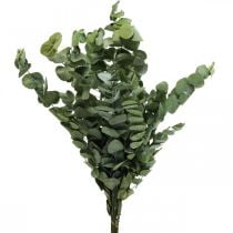 Eukalyptus konzervované větve listy kulaté zelené 150g