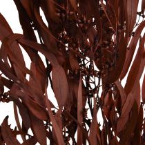 Eukalyptové konzervované větve eukalyptu červená, hnědá 56 cm 135 g
