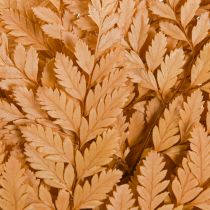 položky Dekorace kapradiny Real Fern Fronds Orange Zachovalé 45cm 10 ks