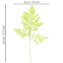 položky Kapradiny: Konzervovaný, vysoce kvalitní přírodní materiál pro dlouhotrvající dekorační projekty, 40 cm, 10 kusů