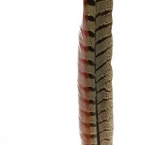 položky Dekorace Bažantí peří Skutečné peří přírodní 40cm 9ks