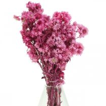 položky Mini slaměný květ růžový sušený květ skalník V20cm 15g