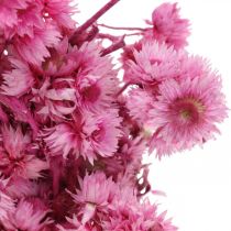 položky Mini slaměný květ růžový sušený květ skalník V20cm 15g