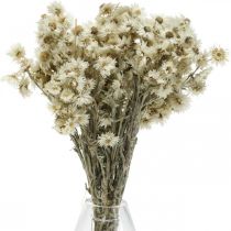 Mini slaměný květ bílý sušený květ Deco Rock Flower V20cm 15g