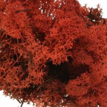 Dekorativní mechový červený Siena přírodní mech pro ruční práce, sušený, barevný 500g