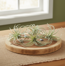 položky Tillandsia sukulentní umělé zelené rostliny 13cm