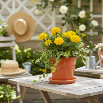 položky Dekorativní kovový kbelík/květináč, oranžovohnědý, Ø16 cm, V14,5 cm, 1,6 l