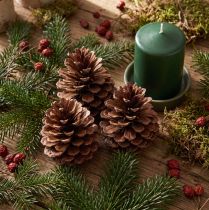 položky Šišky přímořské (Pinus maritima), dekorativní šišky přímořské borovice, 12-13 cm, 3 kusy