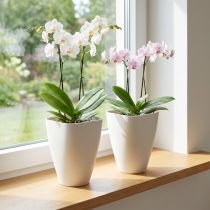 položky Plastový květináč, květináč na orchideje, bílý, výška 16,5 cm, 2 kusy