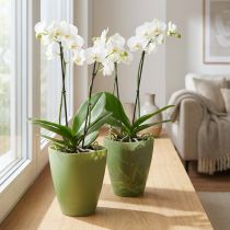 položky Květináč na orchideje, květináč, plastová váza, zelený, výška 16,5 cm, 2 kusy