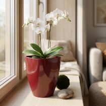 položky Květináč na orchidej lesklý Ø12,5cm Bordeaux 1 ks
