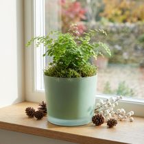 položky Skleněný květináč zelený květináč skleněná vana Ø14,5cm V12,5cm