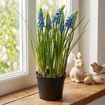 položky Umělé hyacinty v modrém květináči 24cm