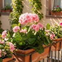 položky Geranium umělá květina Růžová muškátová keř umělá 7 květů V38cm