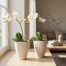 položky Květináč na orchideje, plastový, béžově melírovaný, 13,5x13cm, V16,5cm, 2 kusy