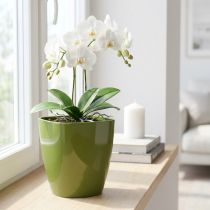 položky Květináč na orchidej lesklý Ø12,5cm olivově zelený 1 ks