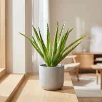 položky Aloe Vera umělá zelená 26cm