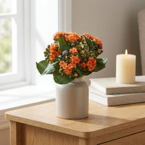 položky Flaming Käthchen Kalanchoe umělý pomeranč 24cm