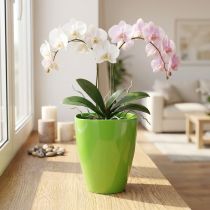 položky Květináč na orchidej lesklý Ø12,5cm limetka 1 ks
