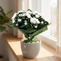 položky Umělá Kalanchoe Flaming Käthchen White 24cm