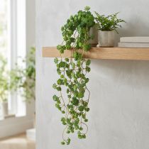 položky Umělé závěsné rostliny echeverie v zelené barvě Š12 cm D50 cm