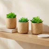 položky Umělé sukulenty v květináči Umělé rostliny Assorted 10cm 3ks
