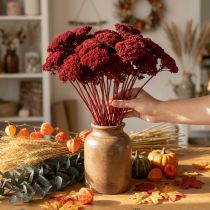 položky Achillea 1kg vínově červená