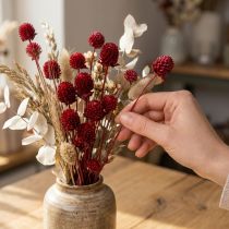 položky Globe amarant Gomphrena Globosa v tmavě červené L45cm 100g