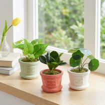 položky Umělé zelené rostliny mini rostlinky v květináči 15cm 3ks