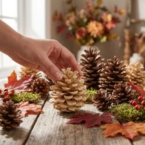 položky Šišky Pinus Šišky krém míchaný 5-18cm 25 ks