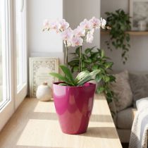 položky Květináč na orchidej lesklý Ø12,5cm třešeň 1 kus