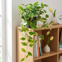 položky Filodendron Scindapsus s květináčem, nenáročný na údržbu - ideální do kanceláře i domácnosti 32cm