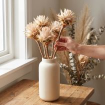 položky Leucospermum Plumosum Silver Tree Blossoms Light 25 ks
