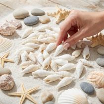 položky Deco šneci bílý, mořský šnek přírodní dekorace 2-5cm 1kg
