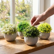 položky Umělé rostliny Umělý buxus 12,5cm×Ø12cm 4ks
