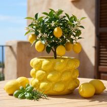 položky Květináč citronovník keramický žlutý Ø18,5cm V12cm
