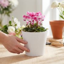 položky Plisované manžety bílé 10,5cm 100 kusů