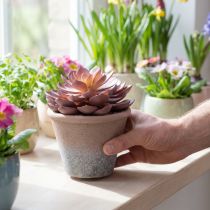 položky Sukulentní rostlina v květináči Echeveria umělá červená vintage Ø15cm H16cm