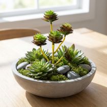položky Sukulentní trs zelený/hnědý 35,5 cm