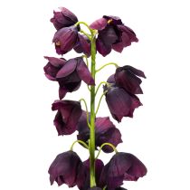 položky Živá replika Fritilarie pro elegantní aranžmá a kytice 78 cm