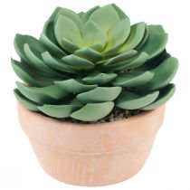 položky Sukulentní rostlina v květináči Echeveria umělá zelená Ø15cm