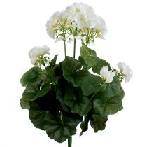 položky Geranium keř bílý 38cm