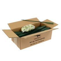 položky Aranžovací trubky 30cm x 1,5cm 100 kusů