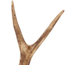 položky Umělé parohy, realistické, rustikální, 32 cm