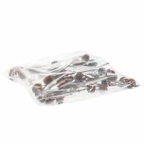 položky Sušené květy Glabrum Leucospermum 25-40cm 25 ks