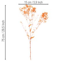 položky Kytice sušených květin Gypsophila s dětským dechem 75 cm 100 g