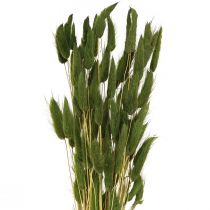 položky Králičí ocásek tráva Lagurus sušená zelená 50-60cm 50g