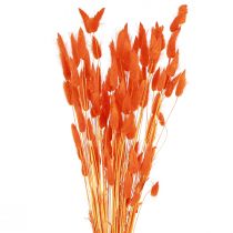 položky Králičí ocásek tráva Lagurus sušený pomeranč 50-60cm 50g